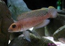 Lamprologus ornatipinnis Lamprologus ornatipinnis aquarium