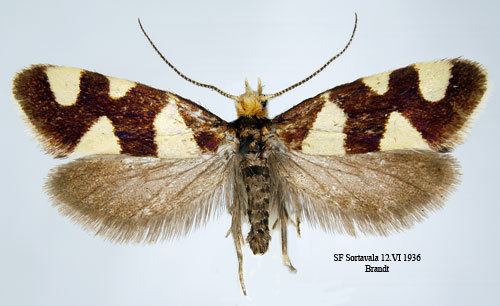 Lampronia Lampronia rupella Insecta Lepidoptera Adelidae