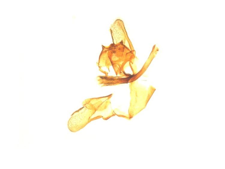 Lampronia pubicornis