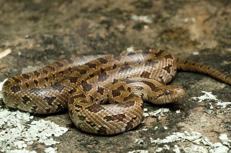 Lampropeltis Calligaster - Alchetron, The Free Social Encyclopedia