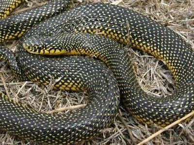Lampropeltis getula holbrooki Southwestern Center for Herpetological Research Snakes of the