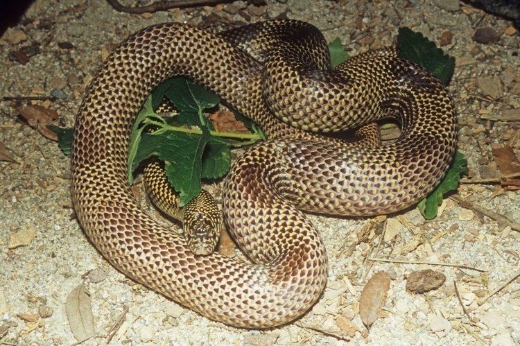 Lampropeltis getula meansi Snake Species Eastern Apalachicola Lowlands Kingsnake Little Scorpion