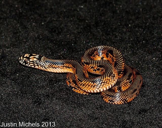 Lampropeltis Getula Meansi - Alchetron, The Free Social Encyclopedia