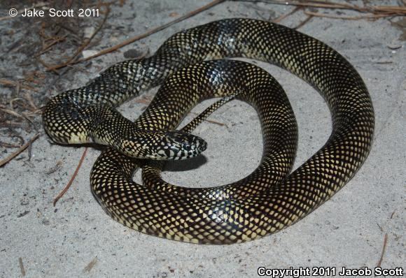 Lampropeltis Getula Meansi - Alchetron, The Free Social Encyclopedia