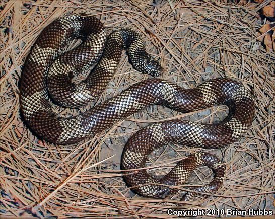 Lampropeltis Getula Meansi - Alchetron, The Free Social Encyclopedia