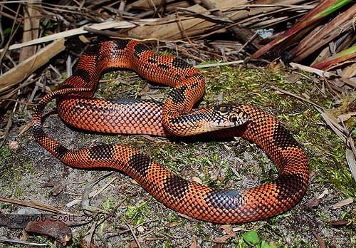 Lampropeltis Getula Meansi - Alchetron, The Free Social Encyclopedia