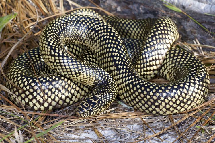 Lampropeltis getula meansi Lampropeltis getula meansi Apalachicola Kingsnake Flickr