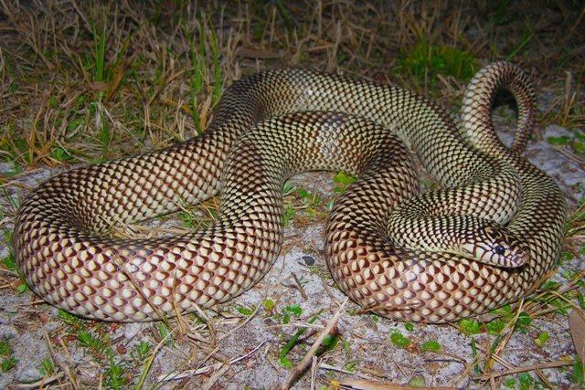 Lampropeltis Getula Meansi - Alchetron, The Free Social Encyclopedia