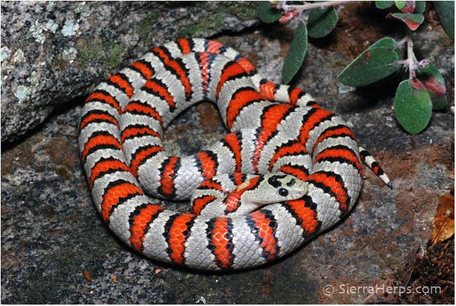 Lampropeltis mexicana greeri Sierra Herps Information and images about kingsnakes of the