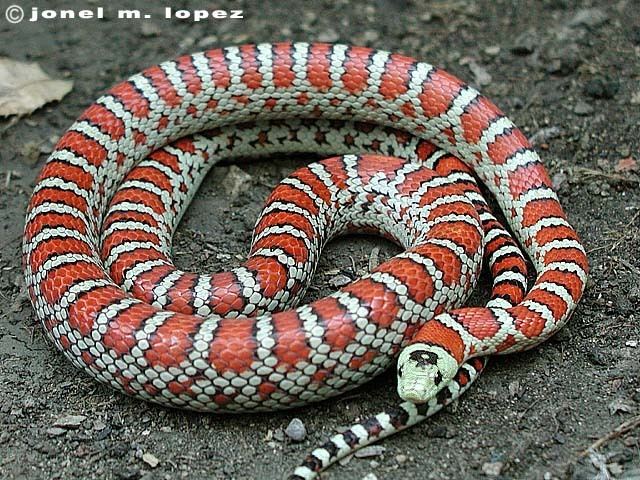 Lampropeltis Pyromelana Knoblochi - Alchetron, The Free Social Encyclopedia