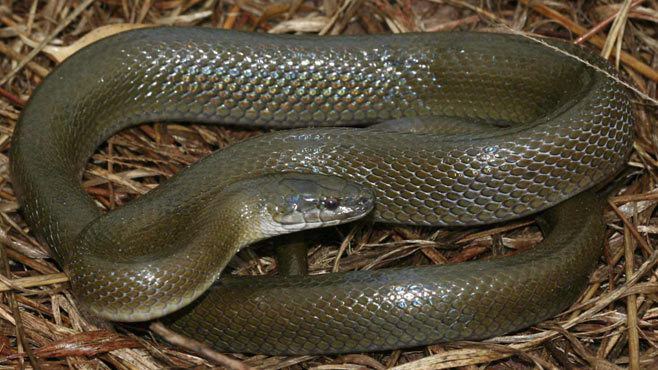 Lamprophis Lamprophis inornatus Olive house snake Black house snake