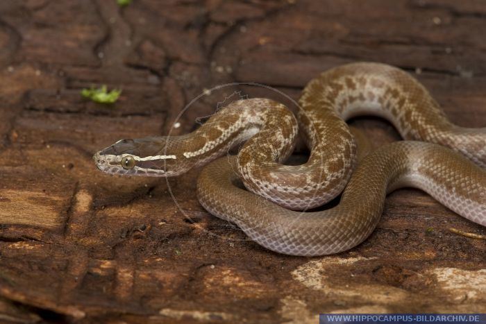 Lamprophis Lamprophis fuliginosus alias African House Snake Hippocampus