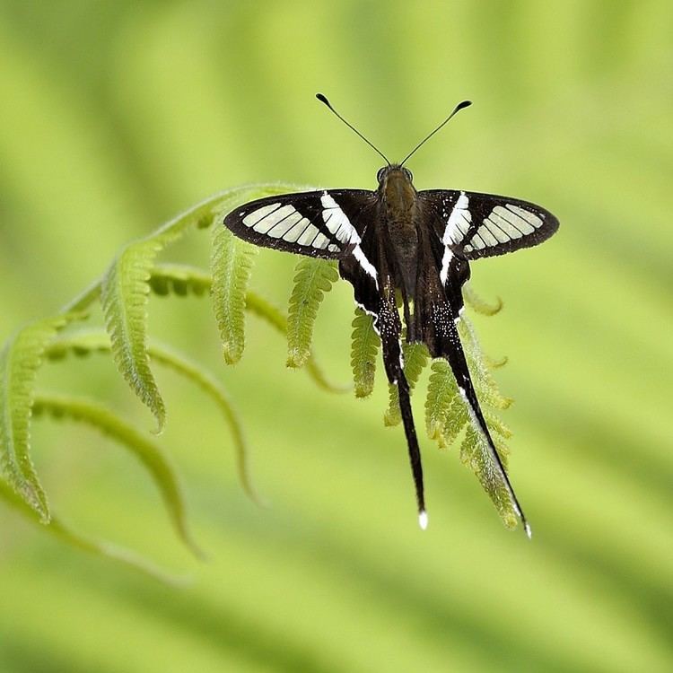 Lamproptera curius The White Dragontail Lamproptera curius GagDaily News