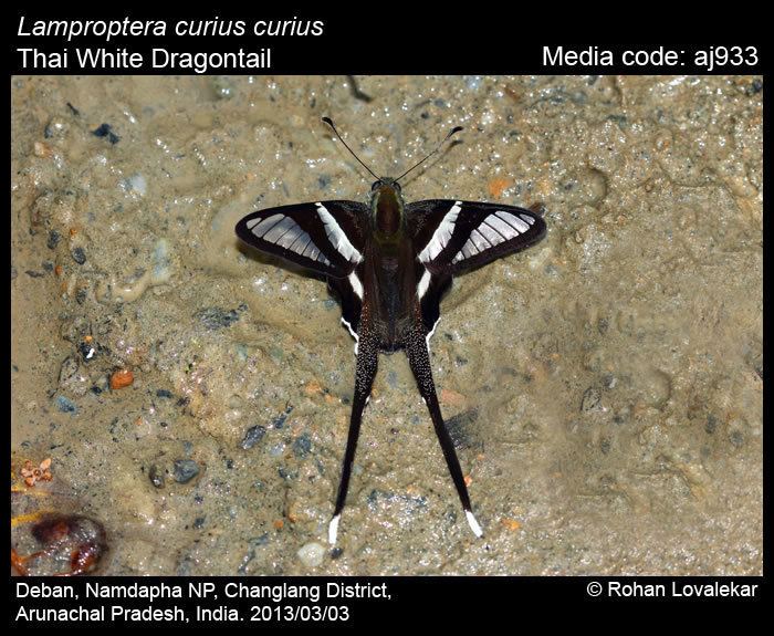 Lamproptera curius Lamproptera curius White Dragontail Butterflies of India