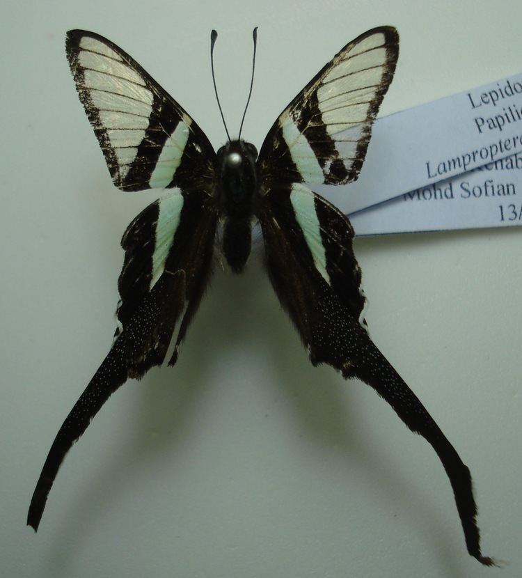 Lamproptera meges Papilionidae Butterflies of Peninsular Malaysia