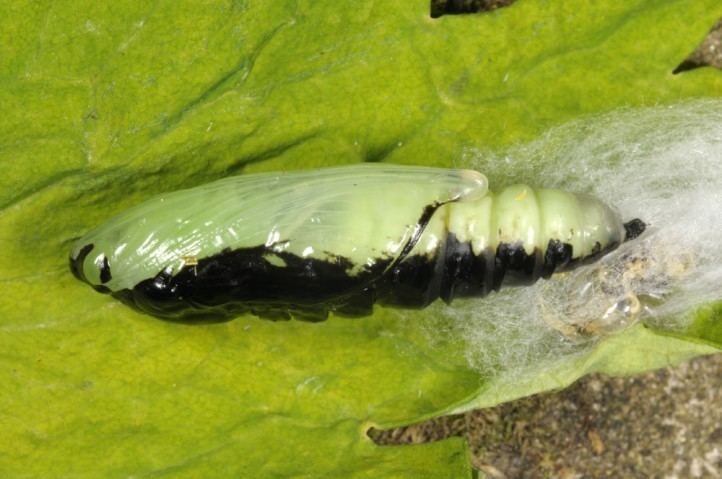 Lamprotes c-aureum European Lepidoptera and their ecology Lamprotes caureum
