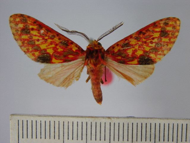Lampruna perflua