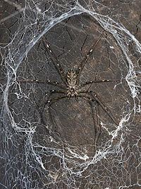 Lampshade spider httpsuploadwikimediaorgwikipediacommonsthu