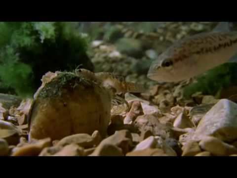 Lampsilis Natural Fish Lure Lampsilis Mussel and Bass YouTube