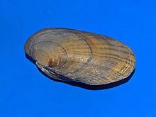 Lampsilis siliquoidea httpsuploadwikimediaorgwikipediacommonsthu