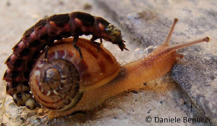 Lampyris Lampyris noctiluca preying on a Gastropoda Stylomatophora Flickr