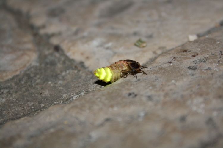 Glowing Lampyris noctiluca on the floor