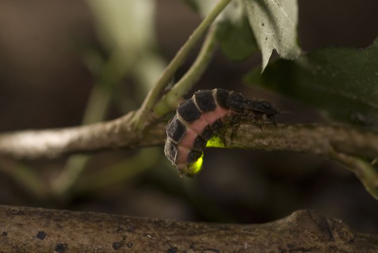 Lampyris noctiluca, a glow-worm in the plant