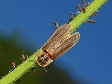 A small Lampyris noctiluca