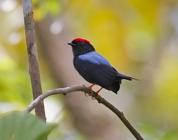 Lance tailed manakin - Alchetron, The Free Social Encyclopedia