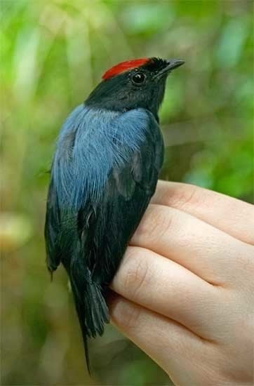 Lance tailed manakin - Alchetron, The Free Social Encyclopedia