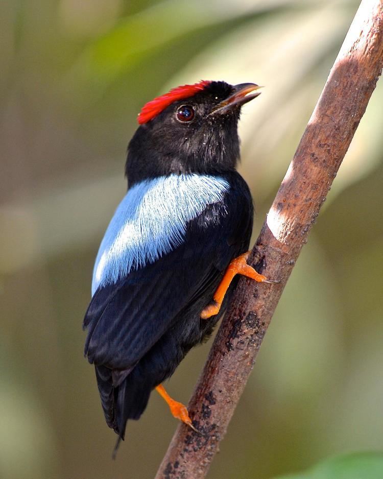 Lance tailed manakin - Alchetron, The Free Social Encyclopedia