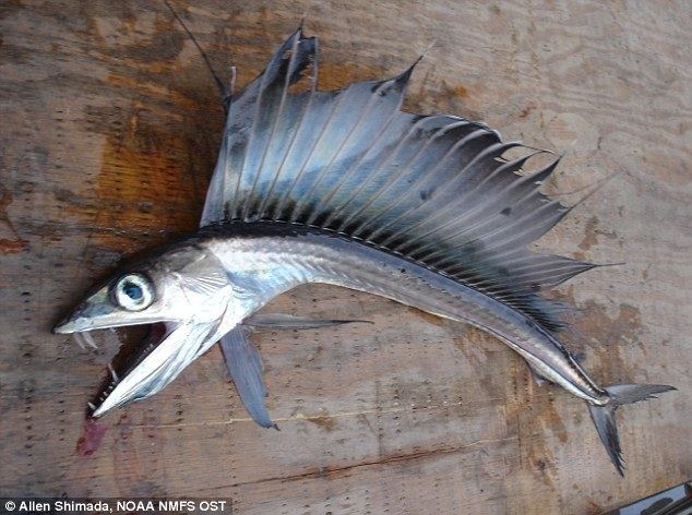 Lancetfish Lancet fish with fangs washes up on Nags Head Beach North Carolina