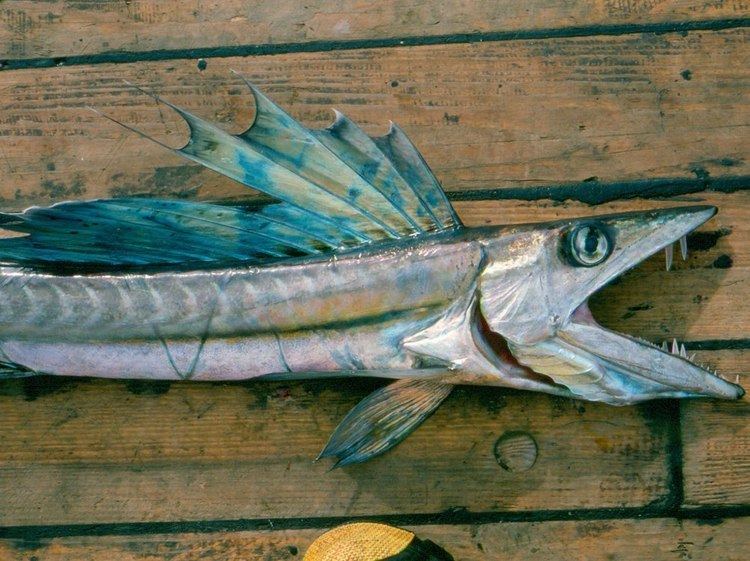 Lancetfish Fanged Cannibal Lancetfish Seen in North Carolina