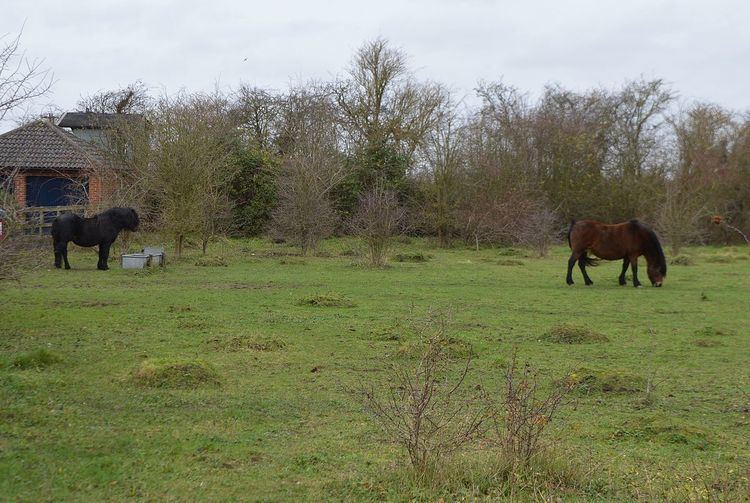 Lancot Meadow