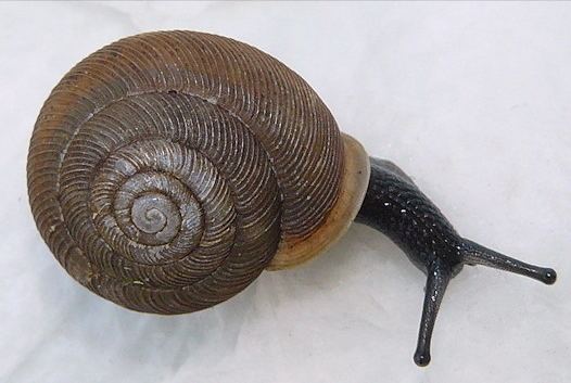 Land snail All about land snails Welcome Wildlife