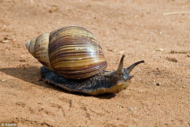 Land snail African land snail that eats paint off walls stopped on New Zealand