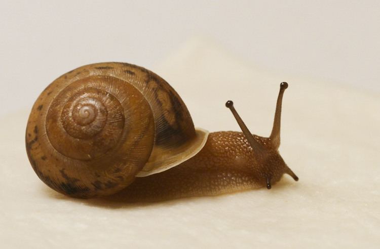 Land snail Kathryn Perez Land snails