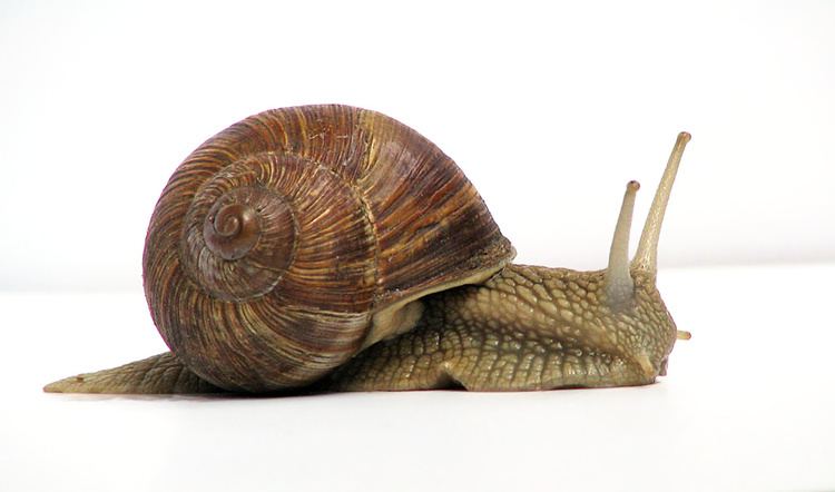 Land snail Land snail Wikipedia