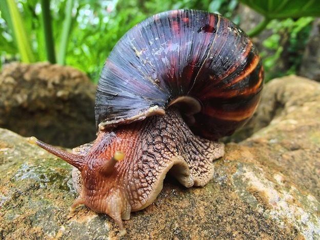 Land snail Giant African Land Snail Snail Facts and Information
