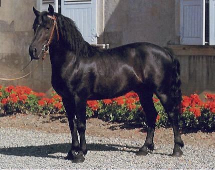 Landais pony Landais or Barthais Pony