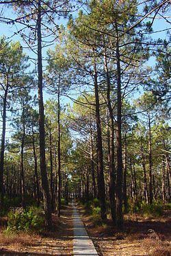 Landes forest Landes forest Wikipedia