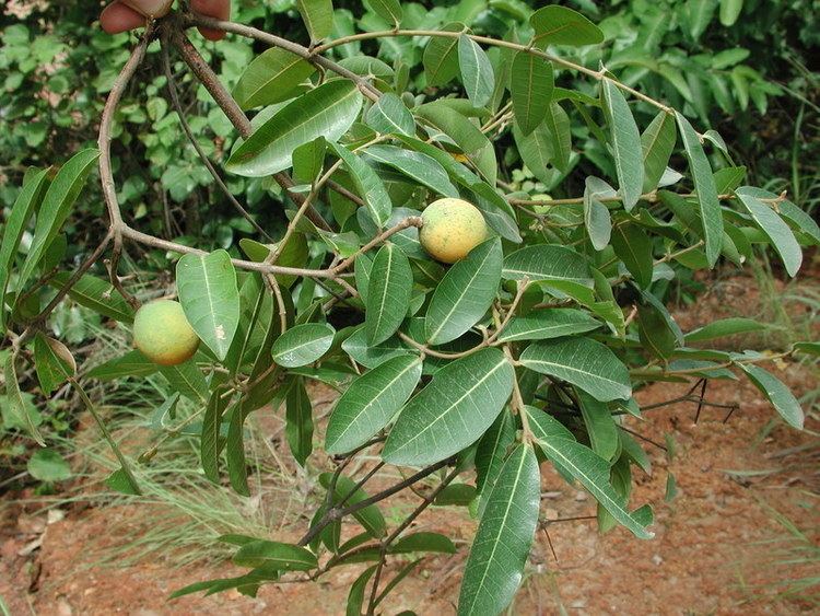 Landolphia Landolphia heudelotii Images Useful Tropical Plants