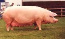 Landrace BPA The British Pig Association
