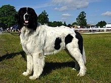 Landseer (dog) httpsuploadwikimediaorgwikipediacommonsthu