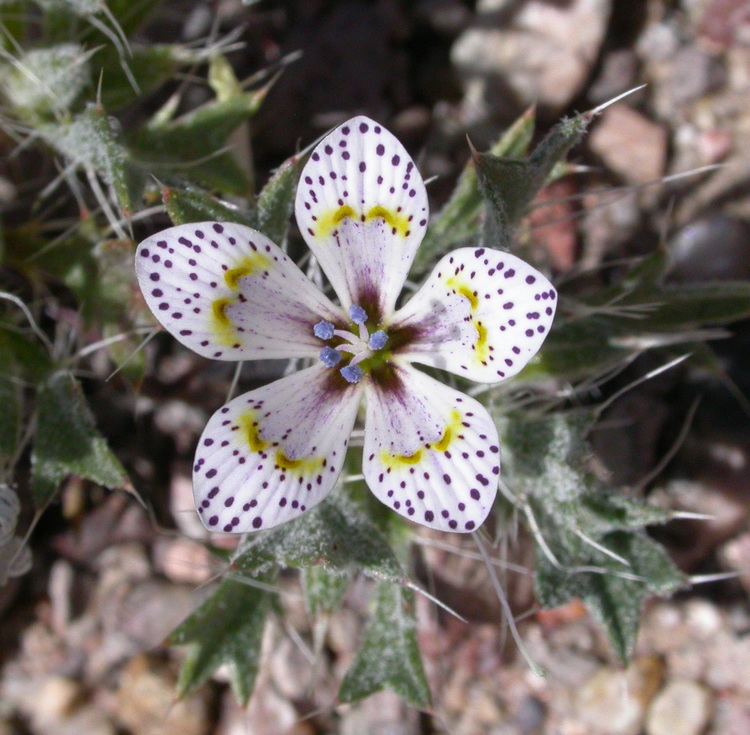 Langloisia FileLangloisia setosissima flower 20050401jpg Wikimedia Commons