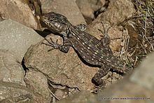 Lang's crag lizard httpsuploadwikimediaorgwikipediacommonsthu