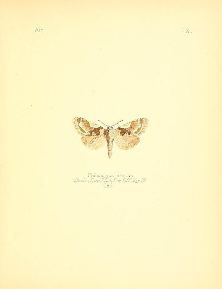 Langsdorfia ornatus