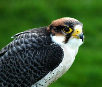 Lanner falcon Lanner Falcon Falco Biarmicus Archive Falconry Forum IFF