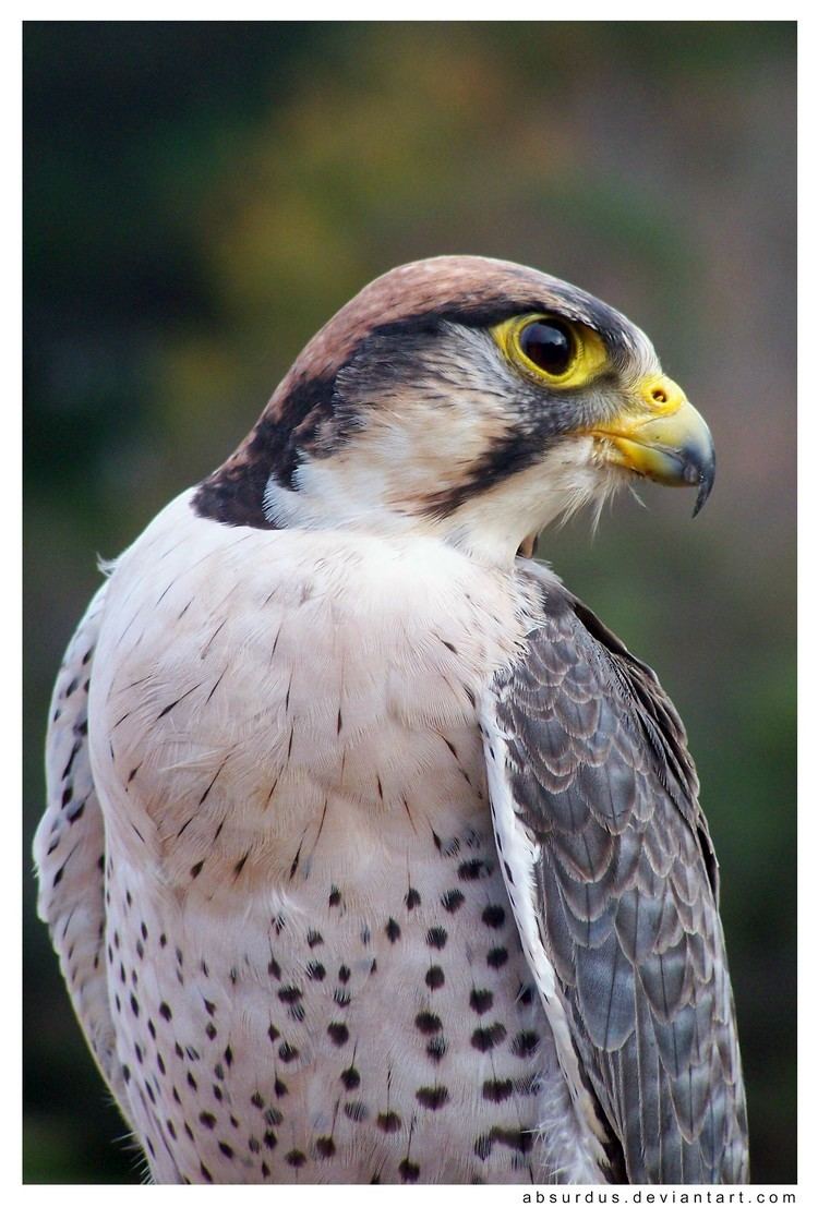 Lanner falcon Lanner Falcon