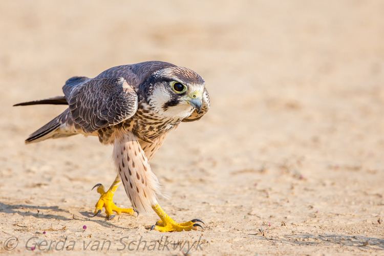Lanner falcon Lanner Falcon hunting insects Lanner Falcon Falco biarmicu Flickr